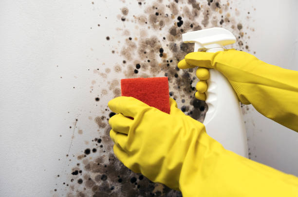 Home Mold Removal in Berkley, CO